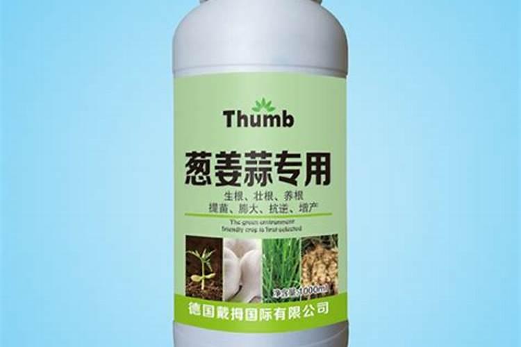 葱姜蒜先锋用在大蒜上什么阶段 喷洒最佳？