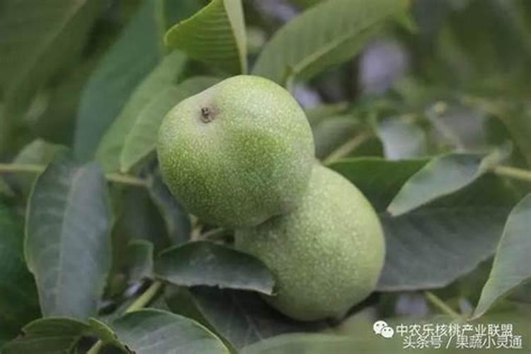 核桃用什么肥料