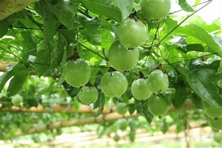 玉米用什么肥料做底肥好