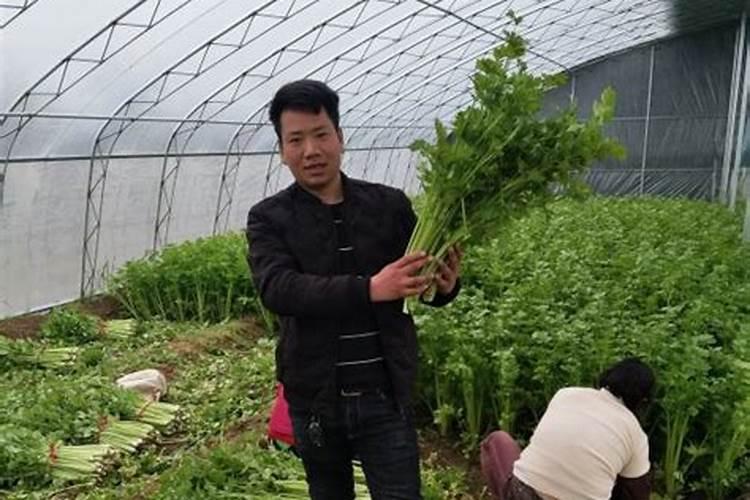 农业寒冷季节生产瓜果蔬菜的设施种类有哪些？
