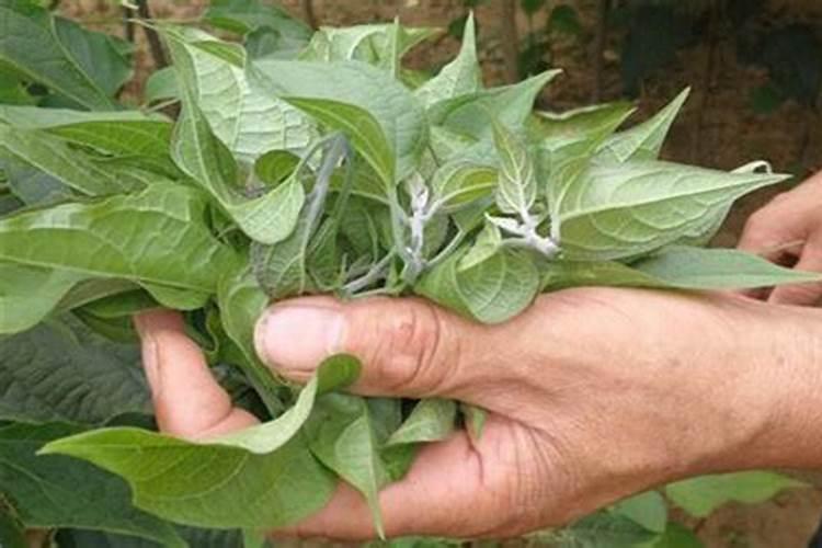 种芝麻用什么肥料好