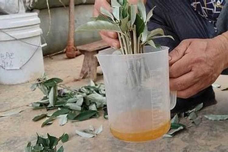 生根粉怎么用效果最佳