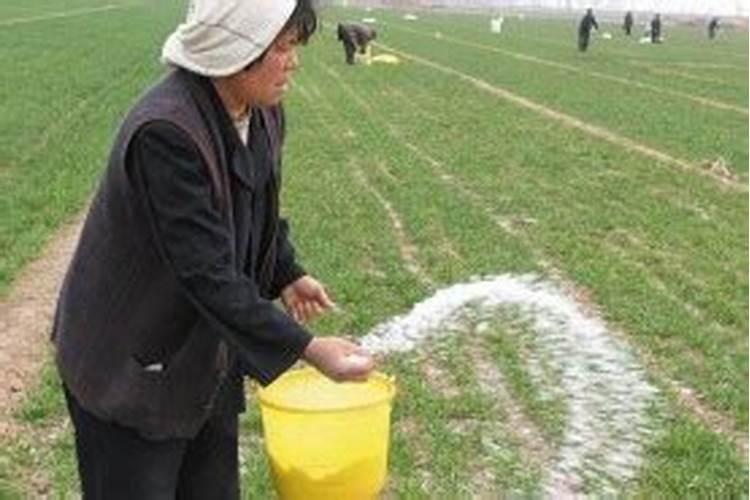 芝麻追肥用什么肥料好