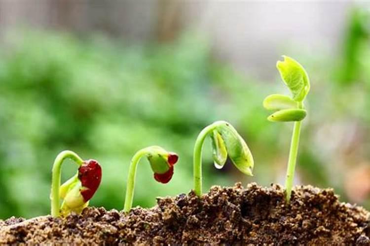 什么肥料让刚发芽的种子快速成长？