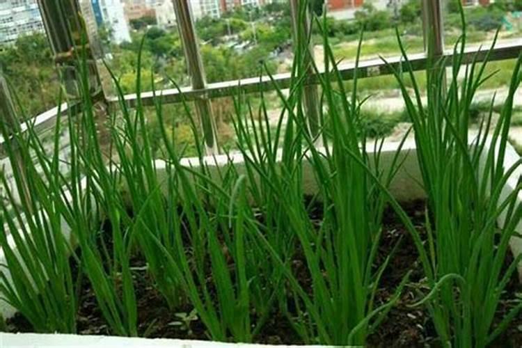 伏小葱这个品种市场需求如何？它的种植技术是怎样的？