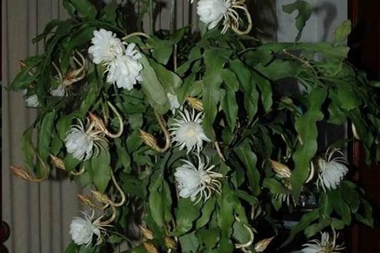 昙花长花蕾的时候可以施肥吗