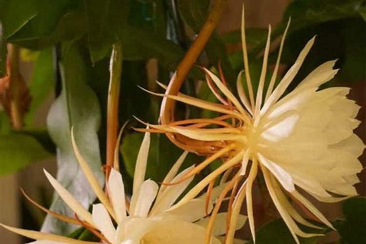 昙花有花苞后怎么养护