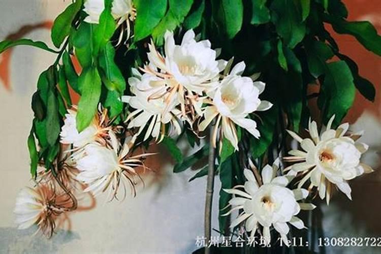 昙花有花苞后怎么养护