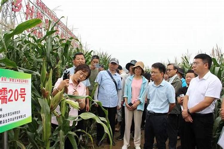施可丰玉米专用肥价格表