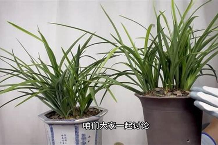 怎样让兰花长花苞