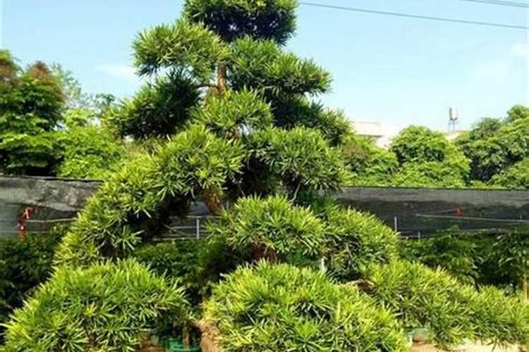 罗汉松用什么肥料最好