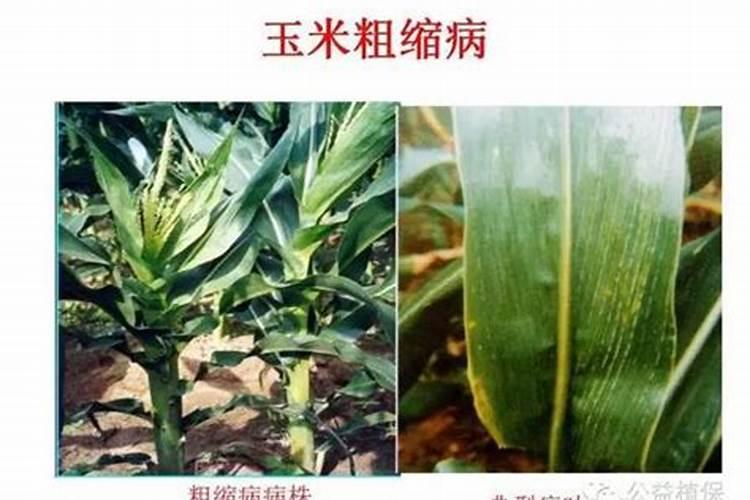 果树打什么农药