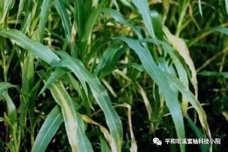 为什么说镁是作物品质好坏的重要元素？