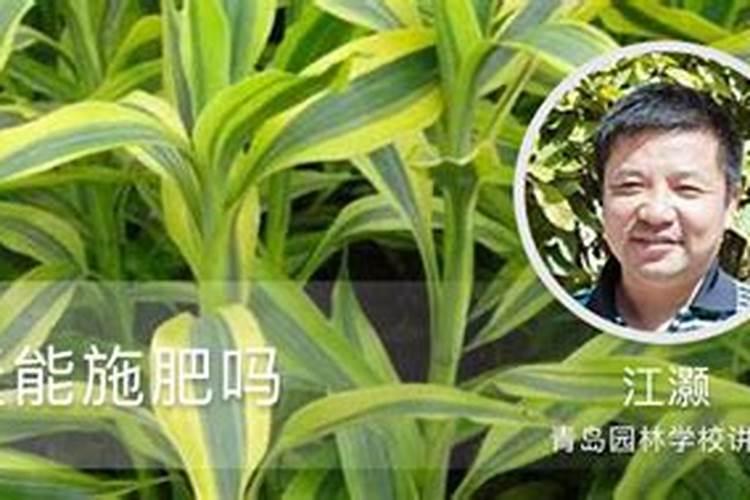 长寿花夏天能施肥吗 长寿花夏季是否可以施肥
