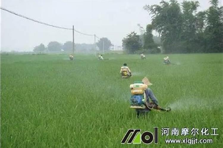 早晨晴天喷叶面肥半夜下雨雨了效果怎么样
