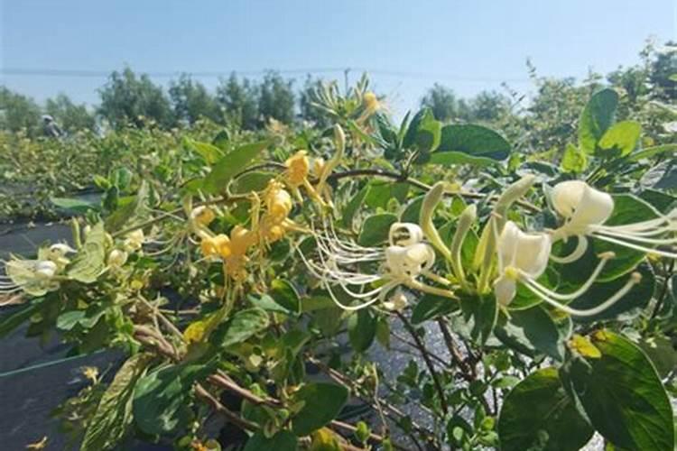 金银花用不用掐心怎么养才能开花