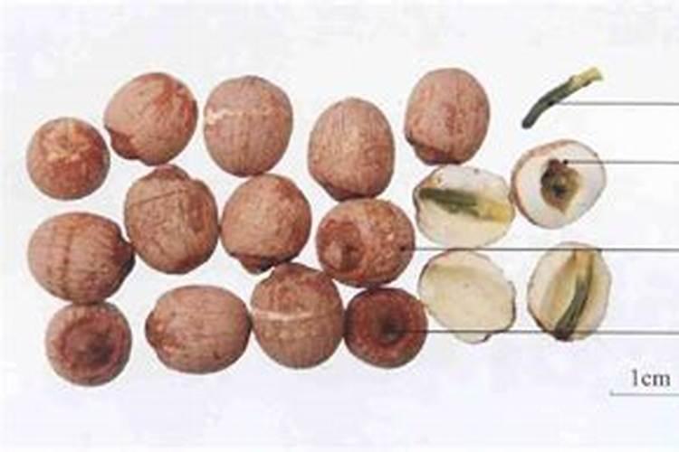 碗莲水溶肥的使用方法