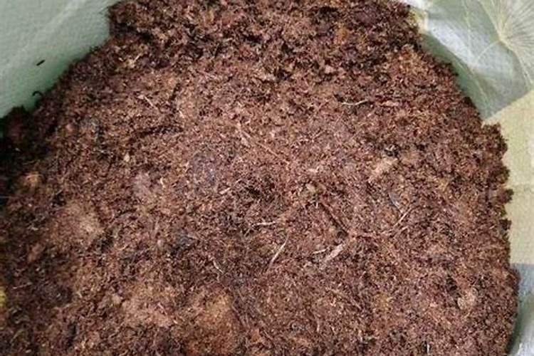 多肉白鸟的养殖方法,泥炭土养殖并散光照射多肉