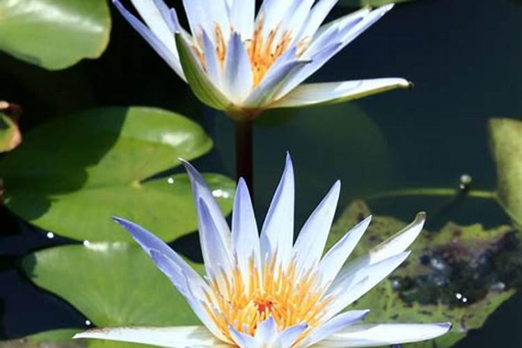 花菜施肥用什么肥料好？高产有技巧