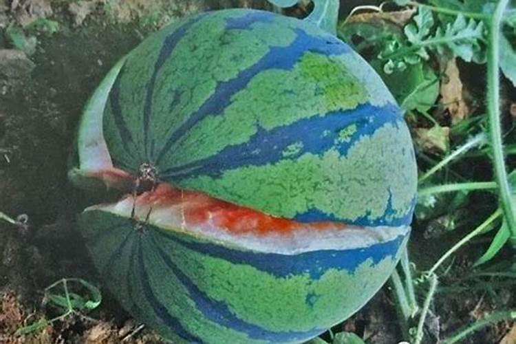 西瓜专用叶面肥有哪些