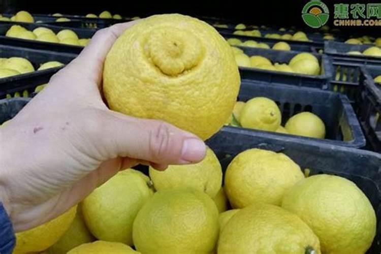 黄金贡柚产品介绍