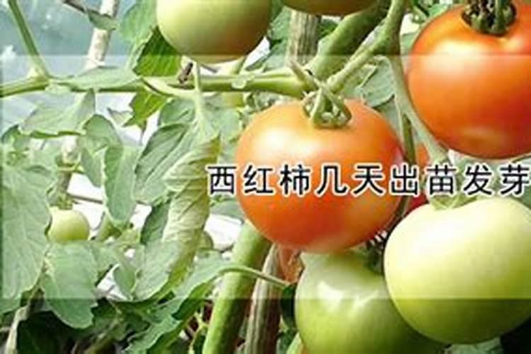 注射用甲硝唑磷酸二钠不良反应