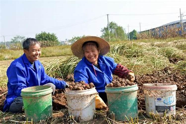 马蹄果可以在家里种吗