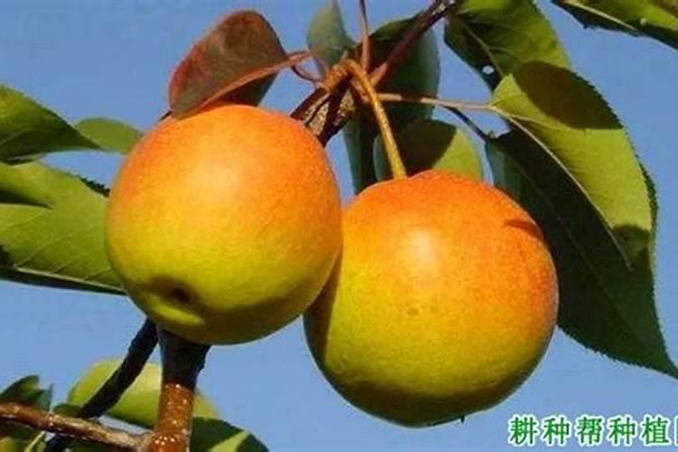 云南山药主产区有哪些