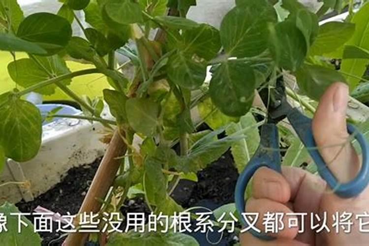 荷兰豆叶子和杆子枯黄怎么回事？