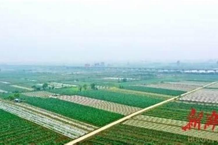 蔬菜叶面肥选用有讲究