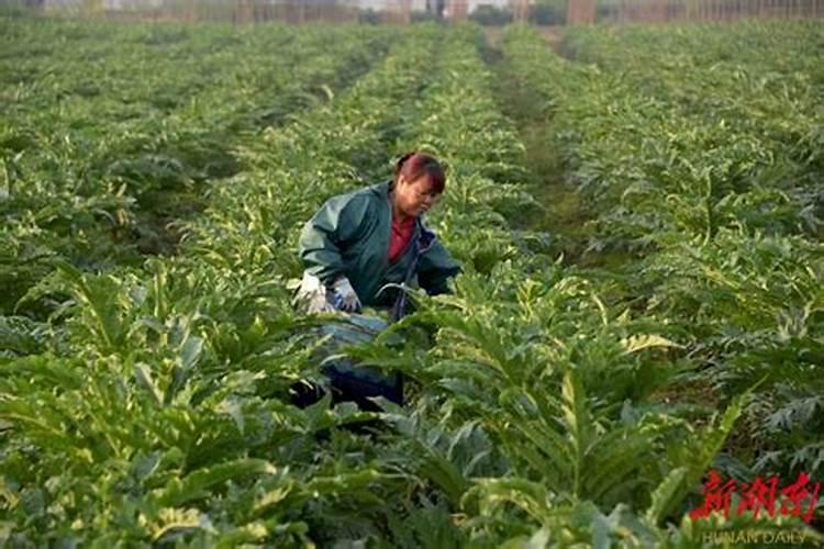 叶面肥哪种最适合蔬菜使用