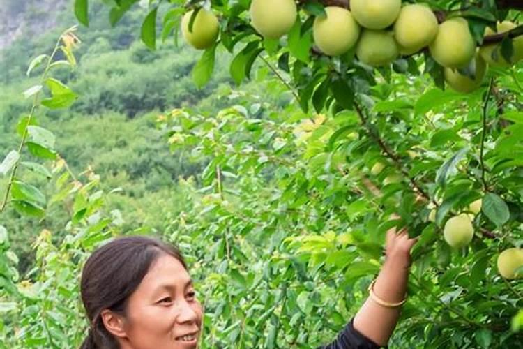 果园里李子都摘完结束了接下来要做什么？