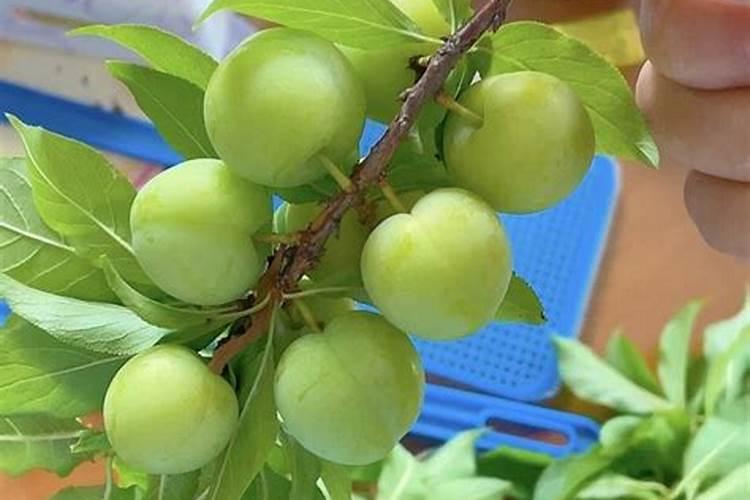 李子树花前施什么肥