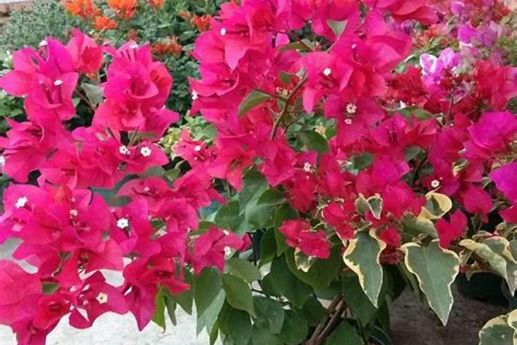 芙蓉花花期用什么肥 施肥有哪些注意事项