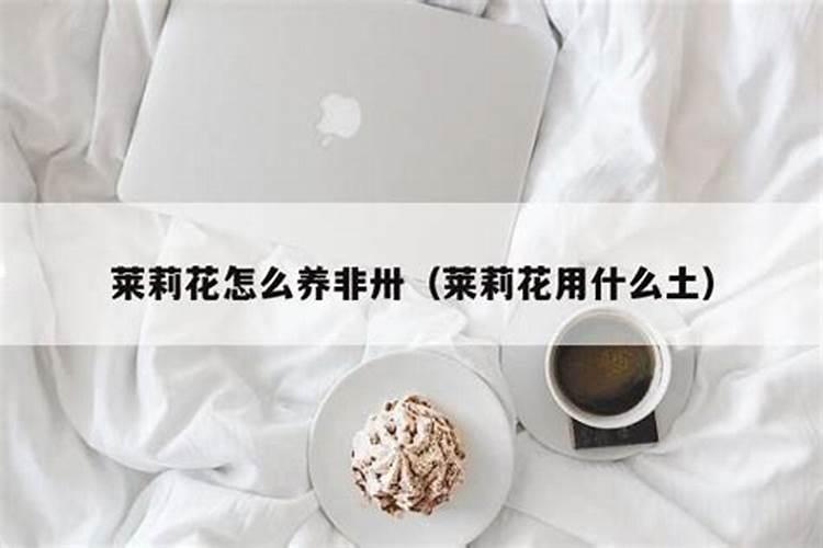 虎头茉莉又大又香,夏季如何养呢？