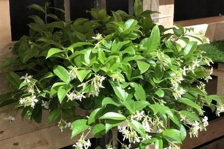 茉莉花追肥用什么肥料好