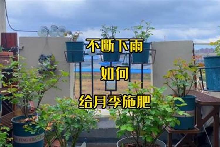 4月份养月季的施肥办法