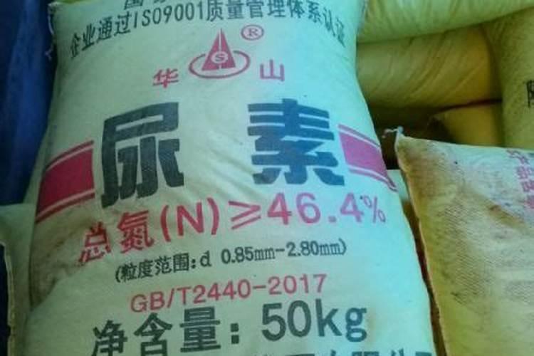 打瓜可以在家里种吗