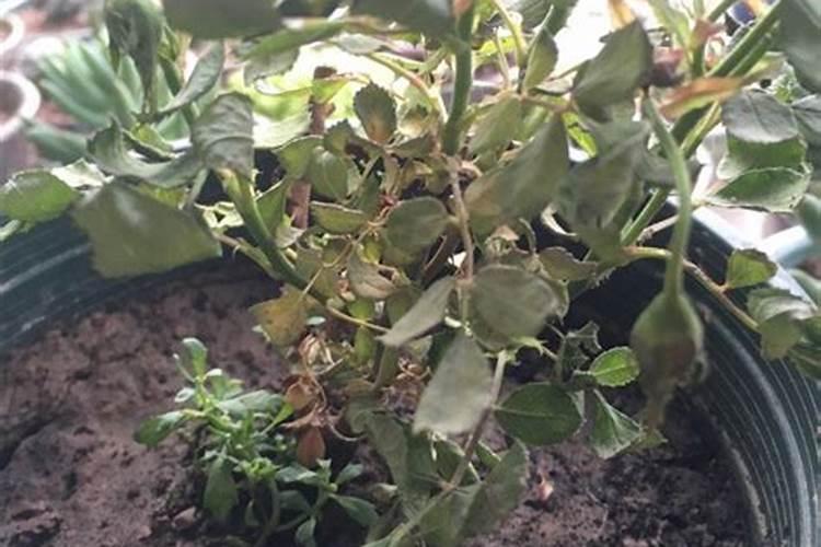 栀子花施加生绿肥以后,烧根并且部分叶片发黄,怎么办？