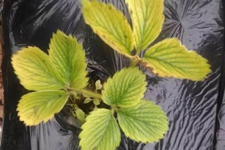 草莓缺素症有什么症状 草莓缺素症防治方法