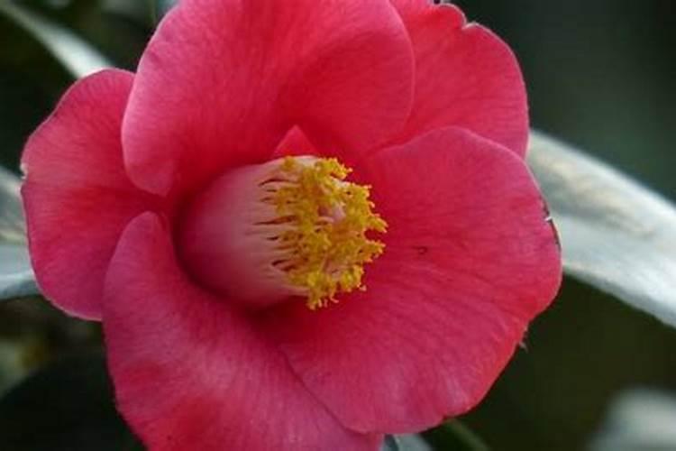 茶花开花期间可不可以叶面施肥.谢谢大家