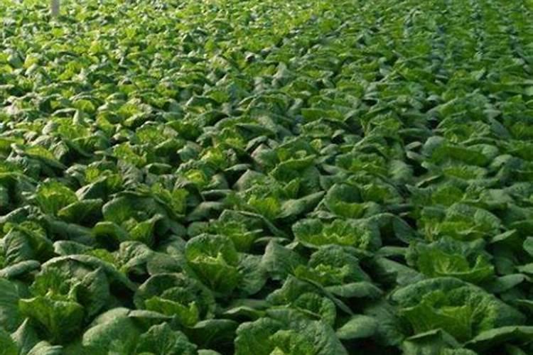 大白菜可以追尿素吗 大白菜高温干旱的防止措施有哪些