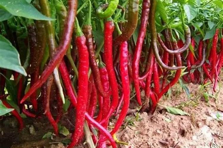 辣椒播种时间和技术