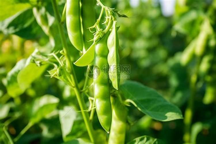 豌豆苗施什么肥料长的快长壮