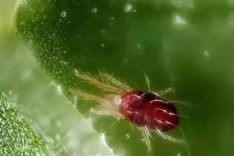 月季招红蜘蛛怎么处理？