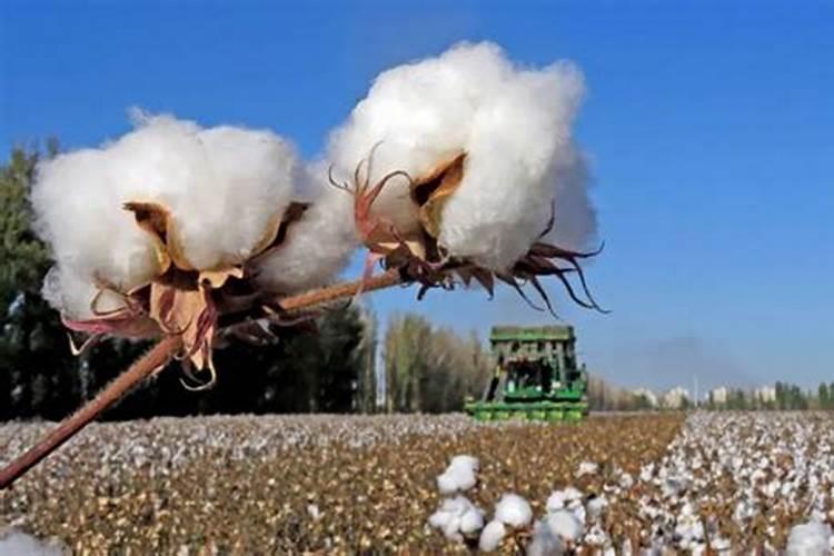 棉花后期需要什么肥料