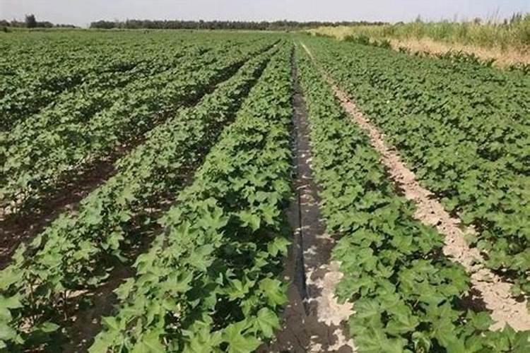 棉花施钾肥最佳时间