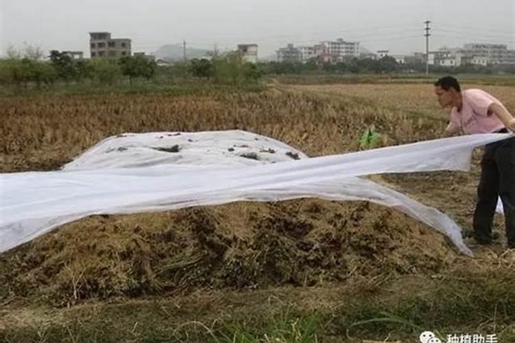 橡皮树用什么肥料好