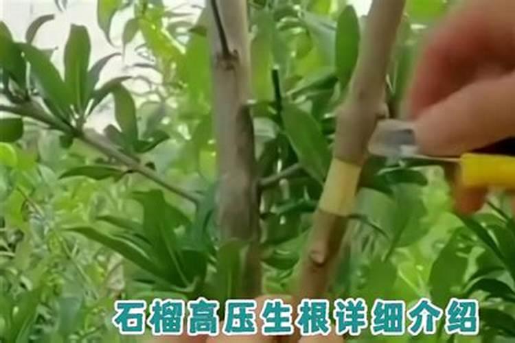 怎样让果树快速生根？
