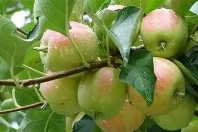 芒果高产施肥的方法!芒果用什么肥料？